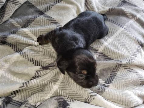 Our miniature dachshund puppies come with a puppy pack, long term support, ckc registry, have had a five way. Male dachshund puppy for sale in Osage, Iowa - Puppies for Sale Near Me