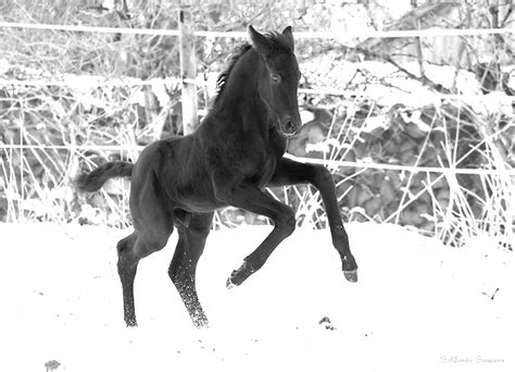 Wilder Hengst Foto And Bild Tiere Haustiere Pferde Esel