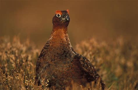 Wild Scotland Birds Inland Birds Red Grouse Grouse Bird Breeds