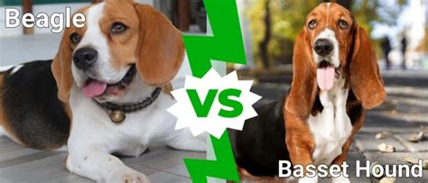 Beagle Vs Basset Hound Is There A Difference Imp World