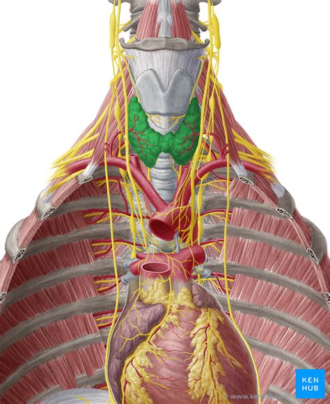 Back Of Neck Anatomy Glands Inara Hirst