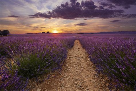 Lavender Field At Sunset Stock Photos Motion Array