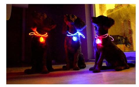 2022 Pet Led Light Dog Cat Waterproof Dog Illuminated Collar Safety