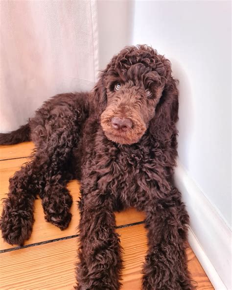 Brown Puppy Turning Poodle Forum