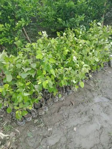 Seedless Apple Ber Plants At Rs 15piece ऐप्पल बेर प्लांट In Kolkata Id 22398144773
