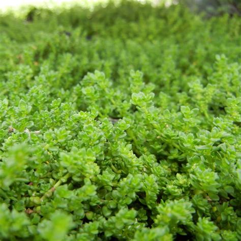 Collection Detail Molbaks Ground Cover Green Carpet