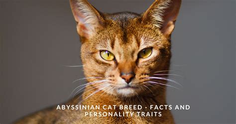 Abyssinian Cat Breed Profile Lifespan Characteristicscare