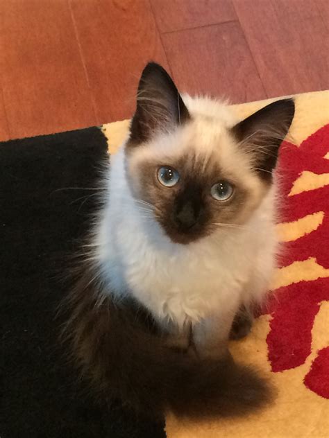 Long Haired Siamese Cats Seal