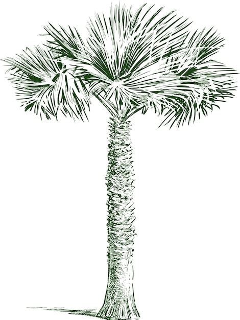 Premium Vector Sketch Of Single Tropical Palm Tree