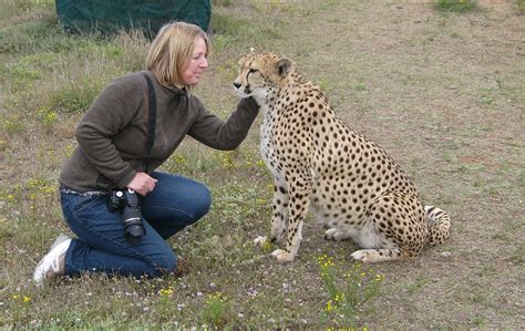 Free Photo Photographer With Cheetah Animal Cheetah Girl Free