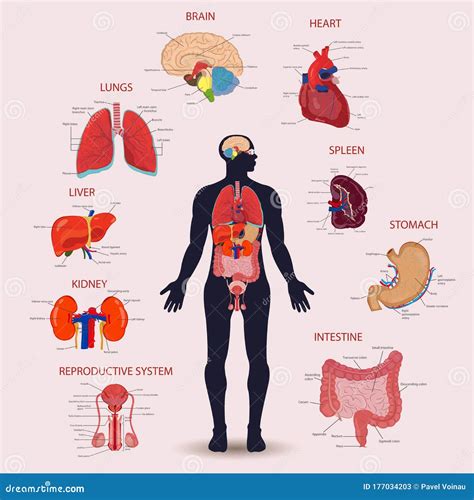 Human Internal Organs Icons Set Human Anatomy Concept Stock Vector