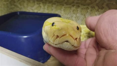 Friendly Burmese Python Youtube