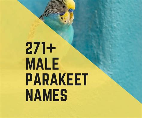 Male Parakeet Names Birds News