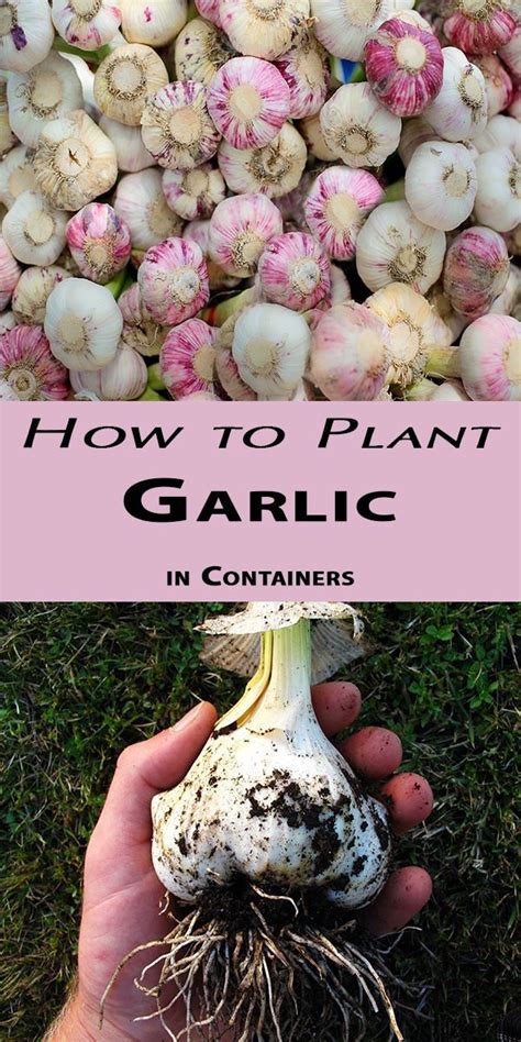 How To Grow Garlic At Home Successfully Planting Garlic Growing