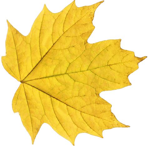 Yellow Leaf Png Image Purepng Free Transparent Cc0 Png Image Library