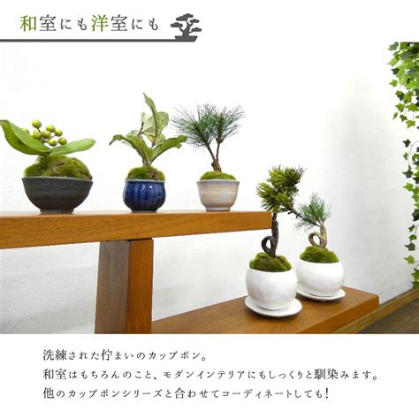 【楽天市場】フェイクグリーン 造花盆栽 人工観葉植物 松吹き流し・松三本 皿付小鉢 白 2個セット インテリアグリーン 和モダン まつ