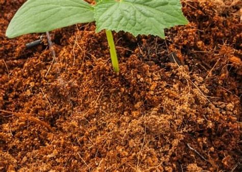 Coco peat is 100% natural and organic growing medium which is perfect for potting mixes, hydroponics and container plant growing. Coco Peat Manufacturer in Pune Maharashtra India by ...