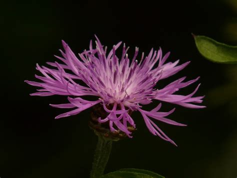 Ingyenes Képek Természet Kivirul Fényképezés Levél Növényen Virág