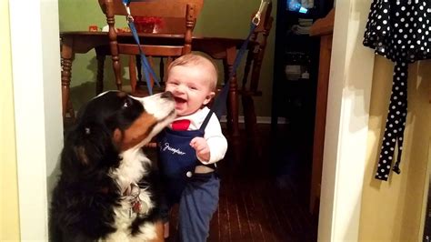 Bernese Mountain Dog And Baby Love Feb 24 2015 Youtube