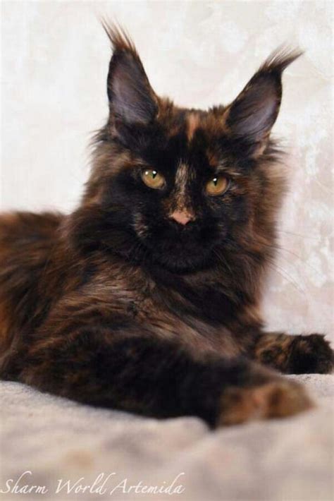 Learn more about the maine coon breed and find out if this cat is the right fit for your home at petfinder! Pin on Maine Coon Characteristics