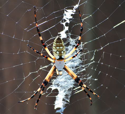 The large yellow garden spiders are hardly unique to texas, they inhabit all of the usa, canada, mexico, and central america. Bugs In The News