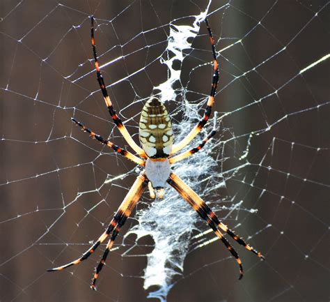 The female is marked with black, yellow, and white on the abdomen, and silvery hairs on the carapace. Bugs In The News