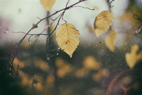 Autumn Blur Branch Change Color Daytime Fall Focus Photos In 