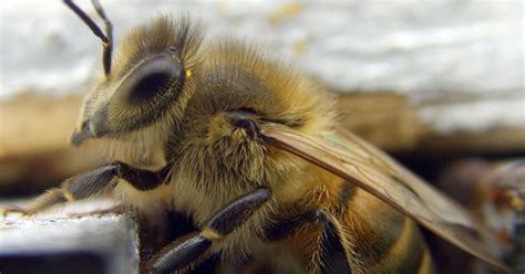 Jeff Flake Report Researcher Lets Bees Sting His Penis And Other