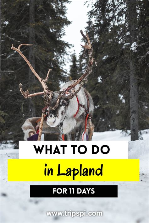 The Perfect Christmas Vacation In Lapland Finland This Great