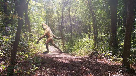 We Know Where To Find Bigfoot Bones Says Expert