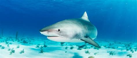Tiger Shark Vs Sand Tiger Shark What Are The Differences A Z Animals