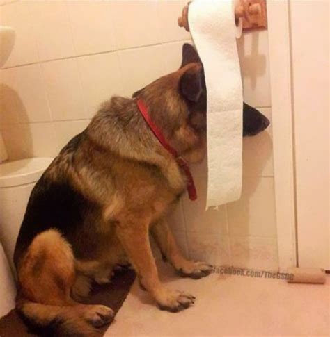 20 Dogs Who Suck At Hide And Seek Bored Panda