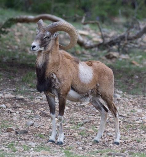Iranian Red Sheep Or Armenian Mouflon Ovis Orientalis Gmelini Is An