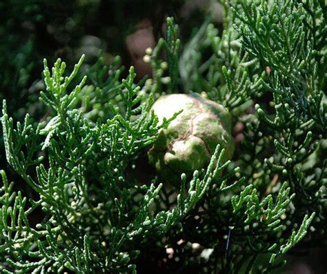 150fresh Italian Cypress Cupressus Sempervirens Seeds Wide Variety