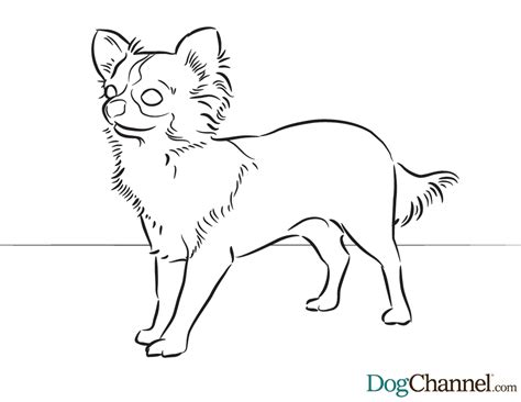 100% free dogs coloring pages. Chihuahua Coloring Pages - Coloring Home
