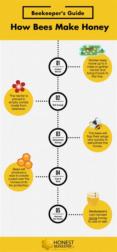 Pollination Process For Bees