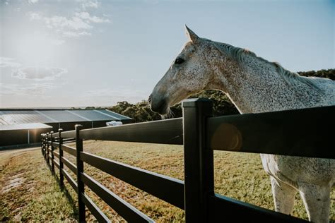 Things You Need To Know Before Buying A Horse Fence In Australia