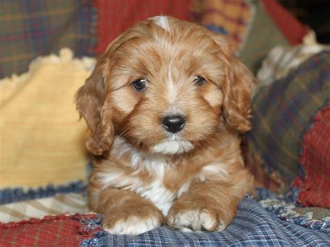 Corgis are good guard dogs and can become overprotective unless they are thoroughly socialized as puppies. Cavapoo Puppies For Adoption In Nj | Top Dog Information