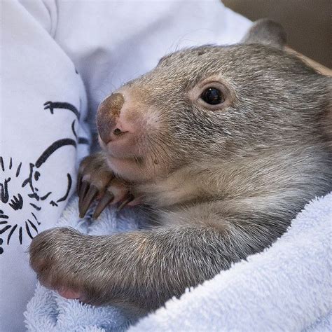 Baby Wombat Rescue Cute Wombat Baby Animals Cute Animals