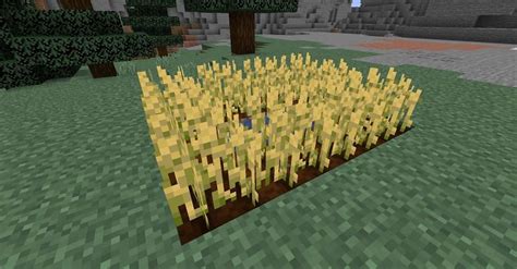 How Farming Works In Minecraft