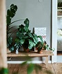 Plantas de interior: guía fácil para inexpertos - IKEA