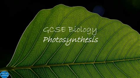 GCSE Biology Photosynthesis And Leaf Structure YouTube