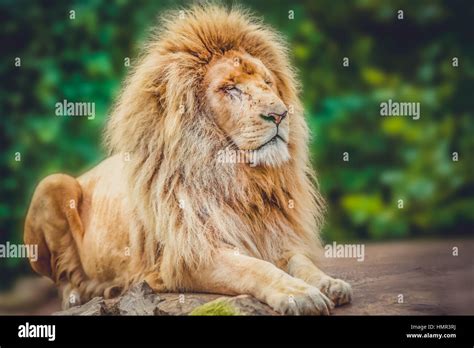 Portrait Of An Old Lion Sitting On A Rock Stock Photo Alamy