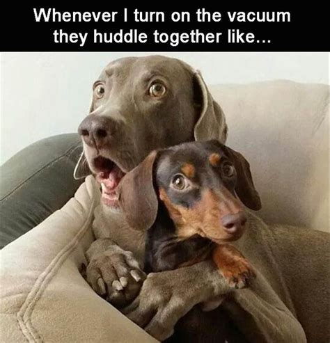 The 100 Funniest Dog Memes Of All Time Gallery