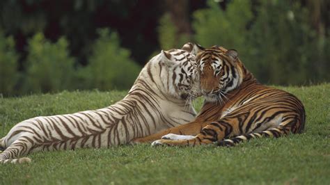 A tiger at longleat safari park. White Tiger HD Wallpapers | PixelsTalk.Net