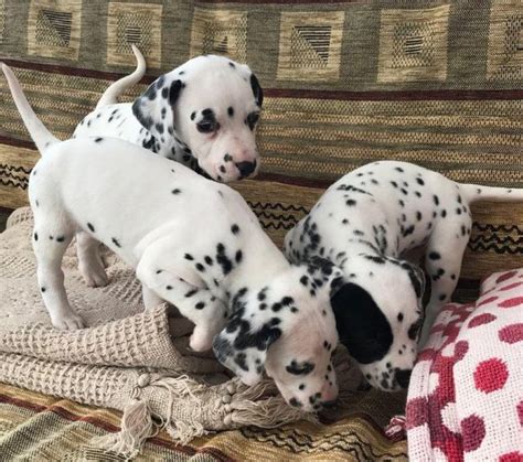 All puppies sold are delivered to buyer's address within 48 hours of purchase. Beautiful Dalmatian puppies Offer €300
