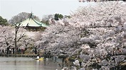 【賞櫻名勝百選】東京 上野恩賜公園 | Nippon.com