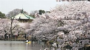 【さくら名所100選】東京・上野恩賜公園 | nippon.com