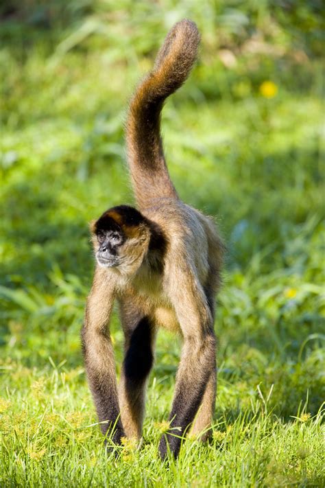 Spider Monkey Wallpapers Wallpaper Cave