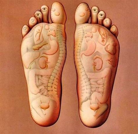 The Organs Of Your Body Have Their Sensory Touches At The Bottom Of Your Foot If You Massage
